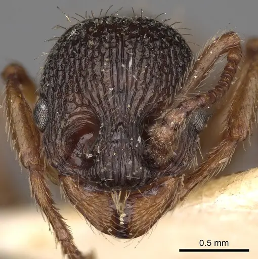 Myrmica schencki - CASENT0900289