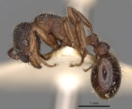 Myrmica schencki - CASENT0900289