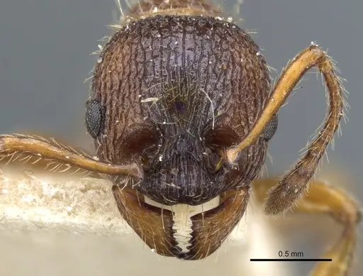 Myrmica schencki - CASENT0904070