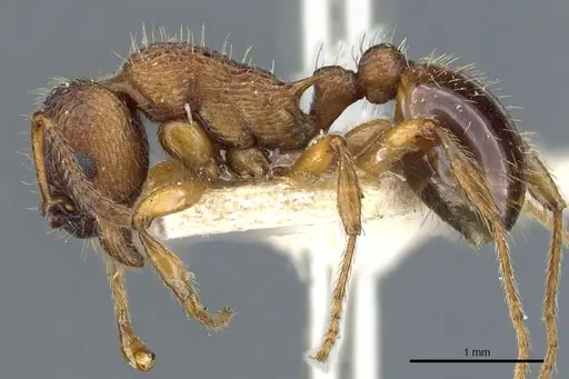 Myrmica schencki - CASENT0904070
