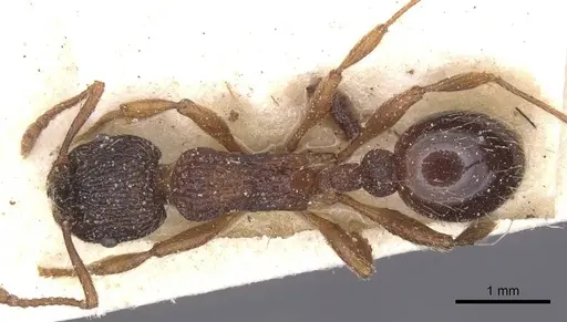 Myrmica schencki - CASENT0913081