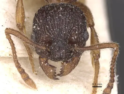 Myrmica schencki - CASENT0913081