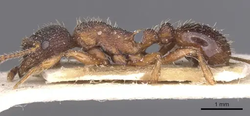 Myrmica schencki - CASENT0913081