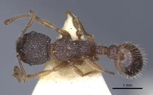 Myrmica schencki - CASENT0916897