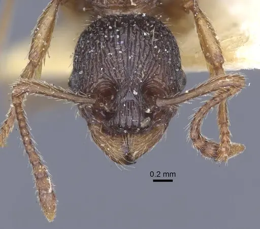 Myrmica schencki - CASENT0916897