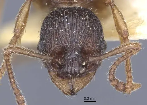 Myrmica schencki - CASENT0916897