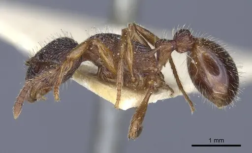 Myrmica schencki - CASENT0916897