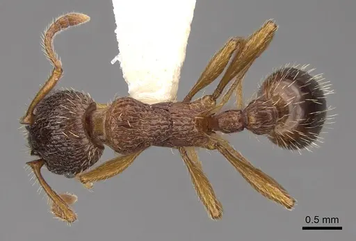 Myrmica schencki - CASENT0922802