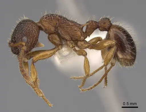 Myrmica schencki - CASENT0922802