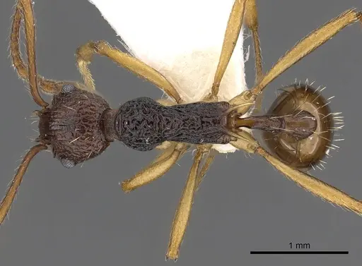 Myrmica schoedli specimen