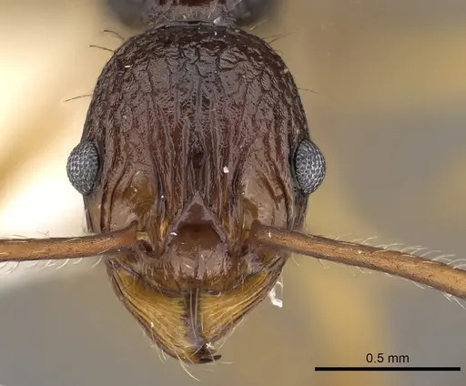 Myrmica schoedli specimen