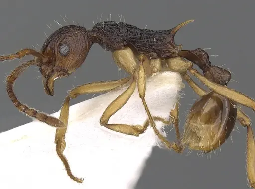 Myrmica schoedli specimen