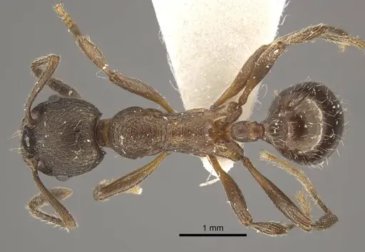 Myrmica schulzi specimen