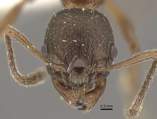 Myrmica schulzi specimen