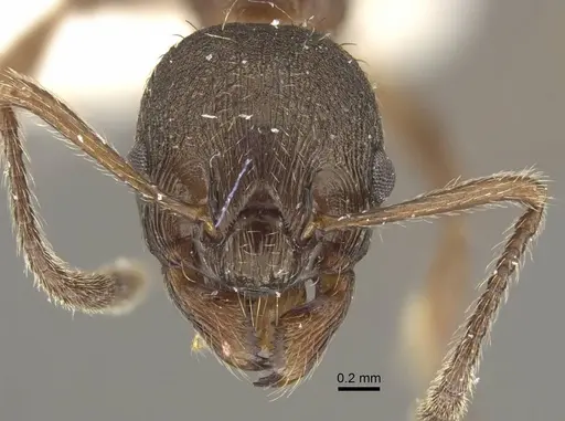 Myrmica schulzi specimen