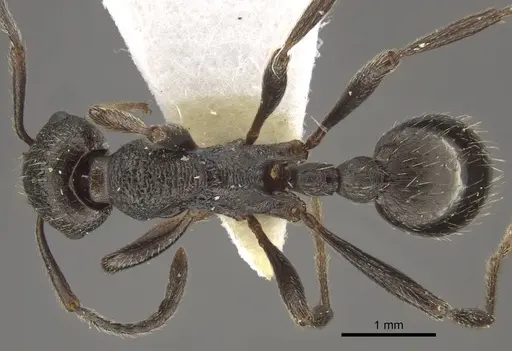 Myrmica sculptiventris specimen