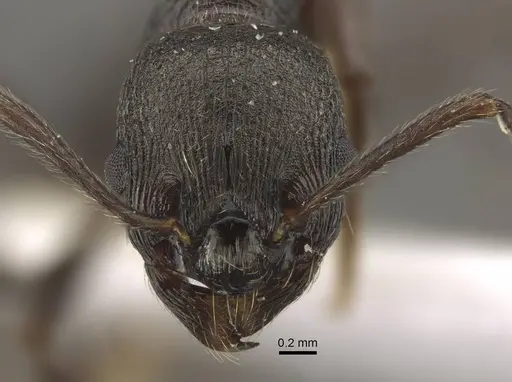 Myrmica sculptiventris specimen