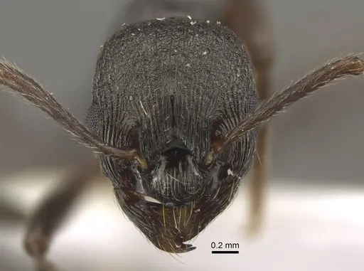 Myrmica sculptiventris specimen