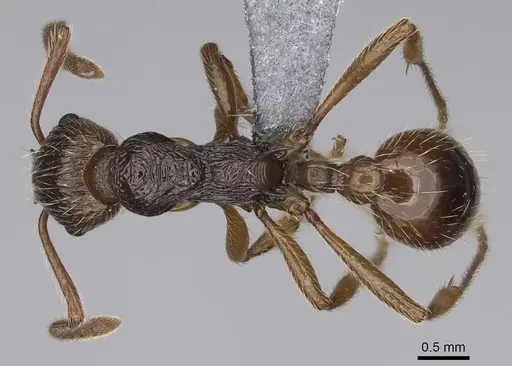Myrmica serica specimen