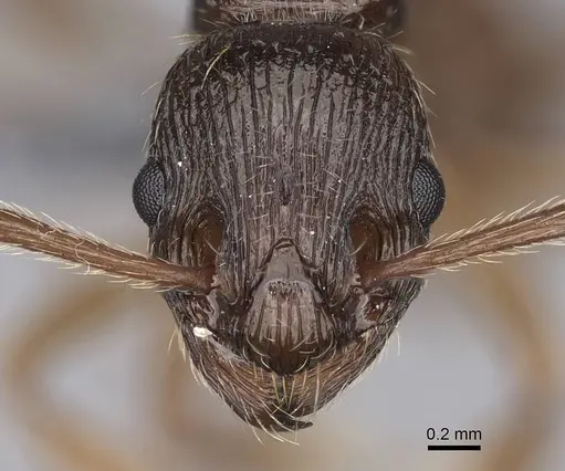Myrmica serica specimen