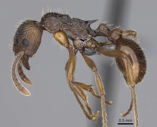 Myrmica serica specimen