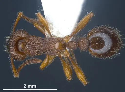 Myrmica siciliana specimen