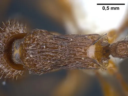 Myrmica siciliana specimen