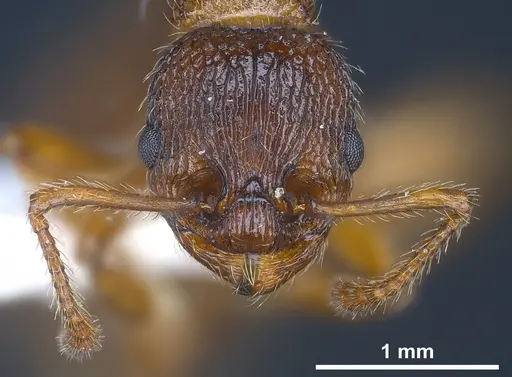 Myrmica siciliana - ANTWEB1041284