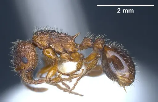 Myrmica siciliana - ANTWEB1041284