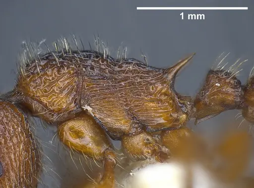Myrmica siciliana - ANTWEB1041284