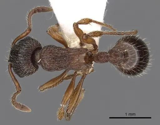 Myrmica siciliana - CASENT0900342