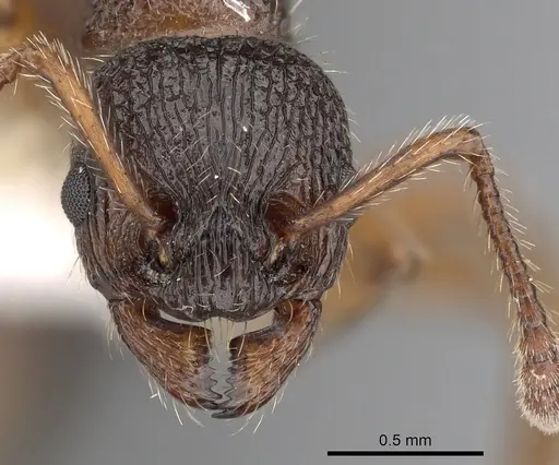 Myrmica siciliana - CASENT0900342