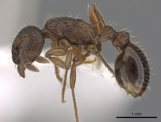 Myrmica siciliana - CASENT0900342