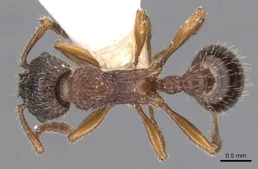 Myrmica siciliana - CASENT0904553