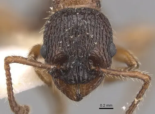 Myrmica siciliana - CASENT0904553