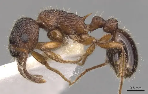 Myrmica siciliana - CASENT0904553