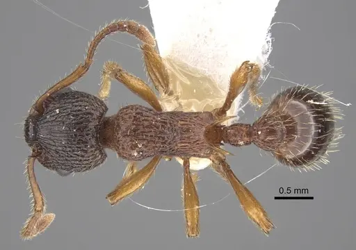 Myrmica siciliana - CASENT0917503