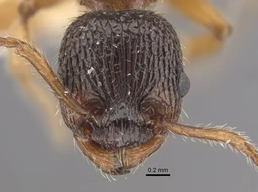 Myrmica siciliana - CASENT0917503