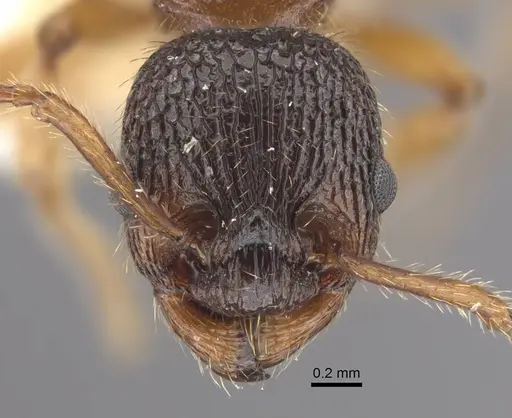 Myrmica siciliana - CASENT0917503