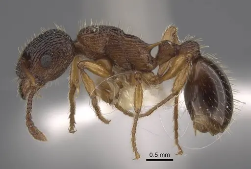 Myrmica siciliana - CASENT0917503