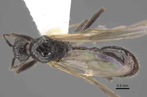 Myrmica siciliana - CASENT0917504