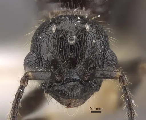 Myrmica siciliana - CASENT0917504