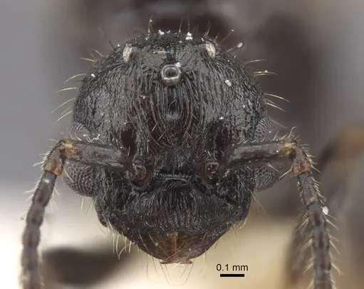 Myrmica siciliana - CASENT0917504