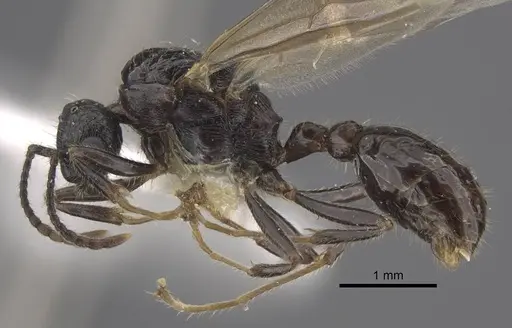 Myrmica siciliana - CASENT0917504