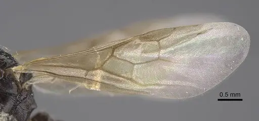 Myrmica siciliana - CASENT0917504