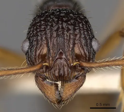 Myrmica sinensis specimen