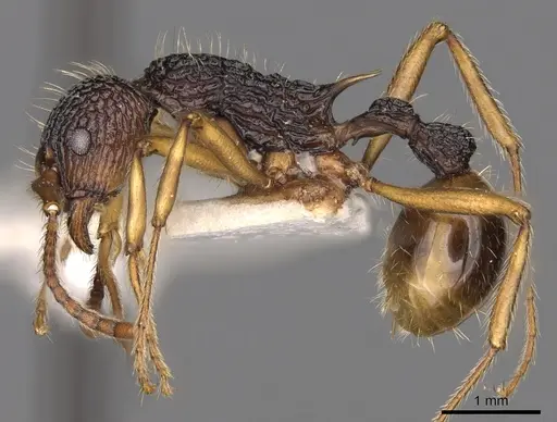 Myrmica sinensis specimen