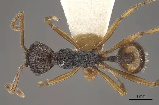 Myrmica sinensis - CASENT0917725