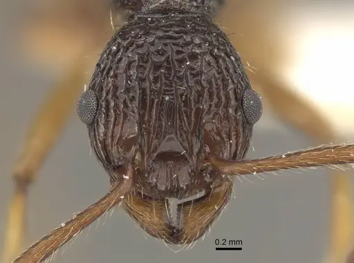 Myrmica sinensis - CASENT0917725