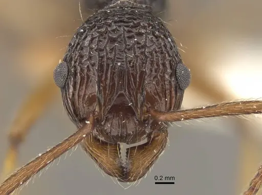 Myrmica sinensis - CASENT0917725